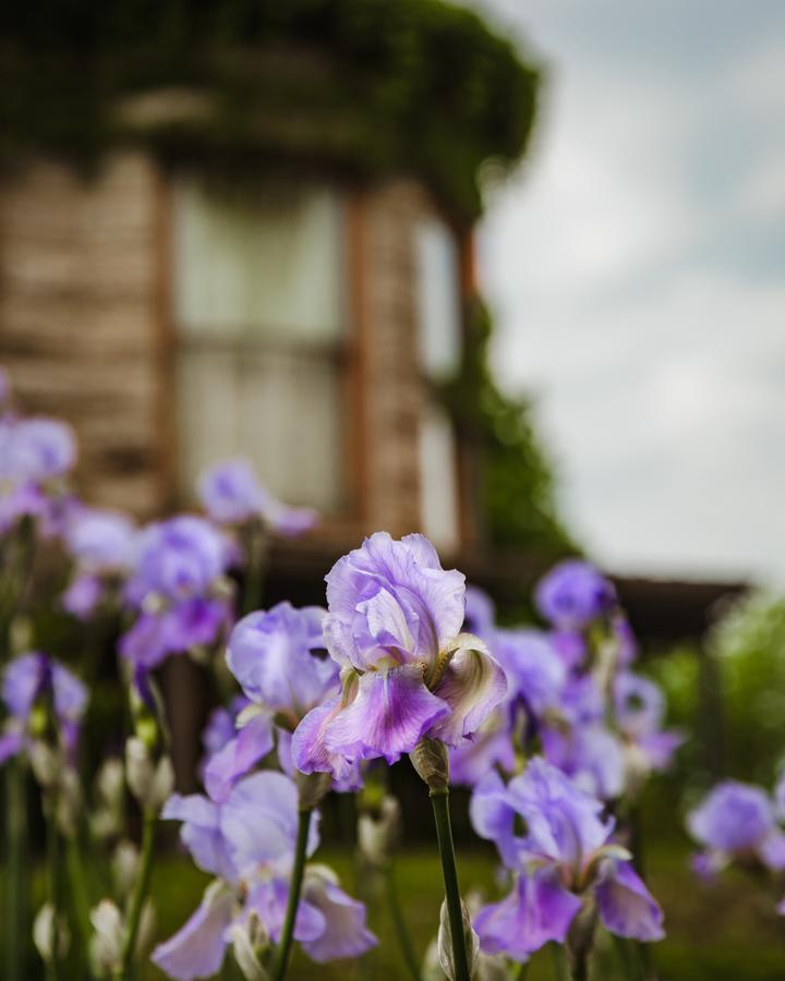 The Mansion At Elfindale Bed & Breakfast Springfield Dış mekan fotoğraf